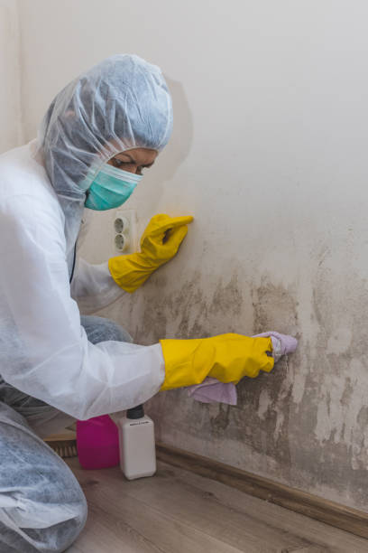 Best Mold Remediation for Healthcare Facilities  in Lake Summerset, IL